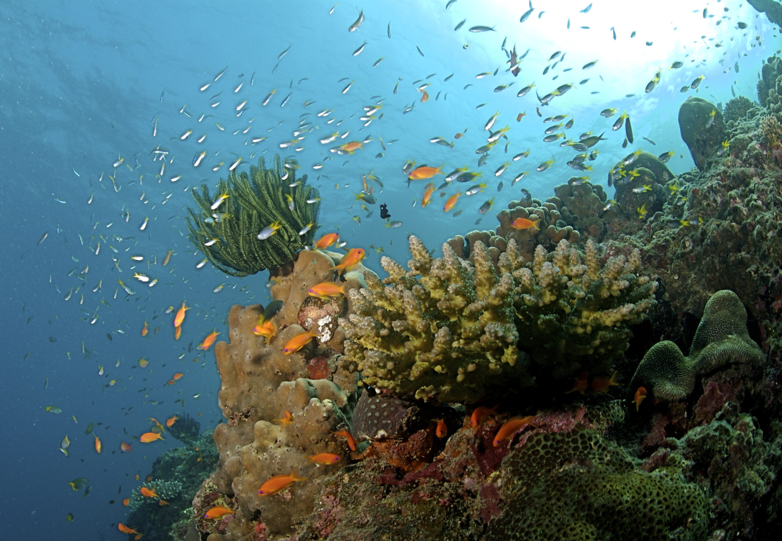 The_Coral_Reef_at_the_Andaman_Islands The_Coral_Reef_at_the_Andaman_Islands