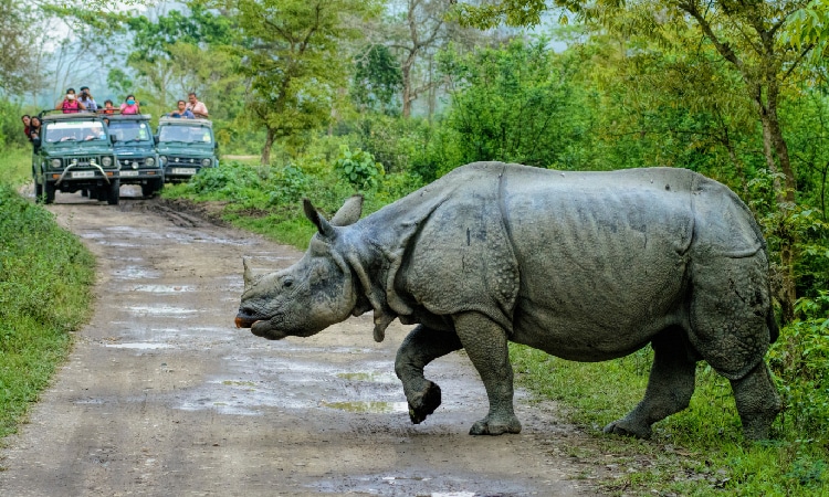 kaziranga kaziranga