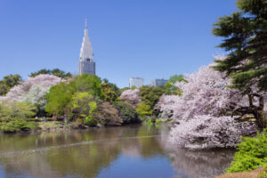 Shinjuku_Gyoen_National_Garden_-_sakura_3