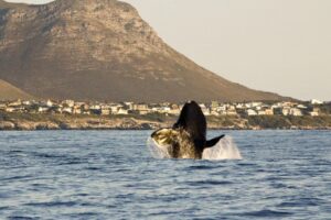 afrique-du-sud-la-region-d-hermanus_585