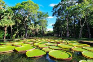 Pamplemousses_Botanical_Garden_4